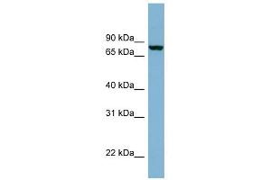 Neurochondrin antibody used at 1 ug/ml to detect target protein. (NCDN 抗体  (N-Term))