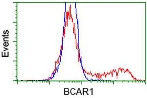 Image no. 1 for anti-Breast Cancer Anti-Estrogen Resistance 1 (BCAR1) antibody (ABIN1496833) (BCAR1 抗体)