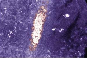 Immunofluorescence staining of rabbit spleen. (SMAD2 抗体  (AA 27-172))