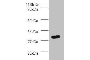 Western blot All lanes: YWHAH antibody at 2 μg/mL + Mouse spleen tissue Secondary Goat polyclonal to rabbit IgG at 1/10000 dilution Predicted band size: 29 kDa Observed band size: 29 kDa (14-3-3 eta 抗体  (AA 4-246))