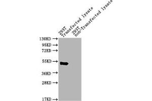 Western Blot Positive WB detected in: pat 293T Transfected lysate, 293T non-Transfected lysate All lanes: pat antibody at 1:2000 Secondary Goat polyclonal to rabbit IgG at 1/50000 dilution Predicted band size: 49 kDa Observed band size: 49 kDa