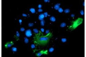Anti-BAIAP2 mouse monoclonal antibody (ABIN2454882) immunofluorescent staining of COS7 cells transiently transfected by pCMV6-ENTRY BAIAP2 (RC214570). (BAIAP2 抗体)