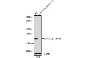 Western blot analysis of extracts from wild type (WT) and CDKN2A/p16INK4a knockout (KO) 293T cells, using CDKN2A/p16INK4a Rabbit mAb (ABIN6131541, ABIN6139280, ABIN6139282 and ABIN7101380) at 1:1000 dilution. (CDKN2A 抗体)