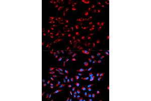 Immunofluorescence analysis of U2OS cell using C1QBP antibody. (C1QBP 抗体  (AA 74-282))