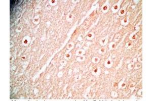 Mouse brain tissue was stained by Rabbit Anti-Augurin Prepro (108-132) (Human) Antibody (C2orf40 抗体  (Preproprotein))