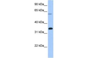 Western Blotting (WB) image for anti-F-Box Protein 16 (FBXO16) antibody (ABIN2463545)