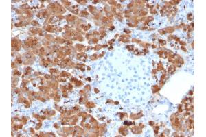 Formalin-fixed, paraffin-embedded human Pancreas stained with Carboxypeptidase A1 / CPA1 Mouse Monoclonal Antibody (CPA1/2712). (CPA1 抗体)