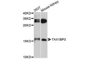Western blot analysis of extracts of various cell lines, using TAX1BP3 antibody (ABIN5995697) at 1/1000 dilution. (TAX1BP3 抗体)