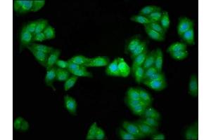 Immunofluorescence staining of HepG2 cells with ABIN7164687 at 1:266, counter-stained with DAPI. (PD-1 抗体  (AA 1-212))