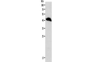 Western Blotting (WB) image for anti-Opiate Receptor-Like 1 (OPRL1) antibody (ABIN2426761) (OPRL1 抗体)