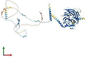 Protein Structure (PS) image for Dynein, Axonemal, Intermediate Chain 1 (DNAI1) (AA 1-699) protein (His tag) (ABIN7547139)