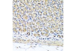Immunohistochemistry of paraffin-embedded mouse stomach using STK3 antibody. (STK3 抗体  (AA 323-450))