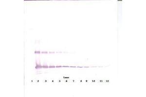 Image no. 3 for anti-Interleukin 33 (IL33) antibody (ABIN465633) (IL-33 抗体)