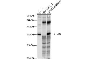 Immunoprecipitation (IP) image for anti-STIP1 Homology and U-Box Containing Protein 1 (STUB1) (AA 1-303) antibody (ABIN6148649)