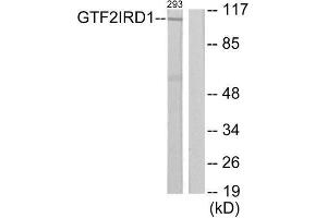 Western Blotting (WB) image for anti-General Transcription Factor II I Repeat Domain-Containing 1 (GTF2IRD1) (N-Term) antibody (ABIN1850062) (GTF2IRD1 抗体  (N-Term))