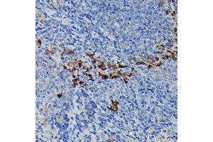 Immunohistochemistry of paraffin-embedded mouse spleen using iNOS Rabbit pAb  at dilution of 1:100 (40x lens). (NOS2 抗体  (AA 500-730))