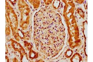 IHC image of ABIN7145298 diluted at 1:150 and staining in paraffin-embedded human kidney tissue performed on a Leica BondTM system. (BCL2L1 抗体  (AA 19-127))