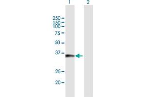 Western Blot analysis of TICAM2 expression in transfected 293T cell line by TICAM2 MaxPab polyclonal antibody. (TICAM2 抗体  (AA 1-235))