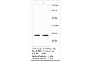 Image no. 1 for anti-Ribosomal Protein L13 (RPL13) antibody (ABIN791354) (RPL13 抗体)