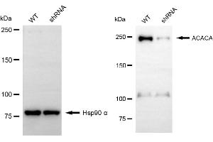 Western blotting analysis using ACACA antibody (ABIN7797442).