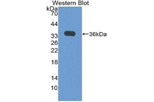 Western Blotting (WB) image for anti-Growth Differentiation Factor 10 (GDF10) (AA 1-288) antibody (ABIN1980417) (GDF10 抗体  (AA 1-288))