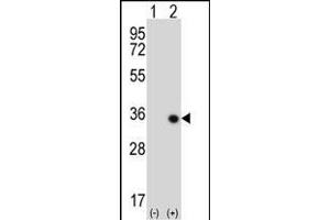 Western blot analysis of STK16 (arrow) using rabbit polyclonal STK16 Antibody  (ABIN391357 and ABIN2841377). (STK16 抗体  (C-Term))
