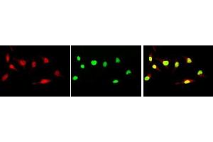 Immunofluorescence (IF) image for anti-Myc Proto-Oncogene protein (MYC) (pSer62) antibody (ABIN3201011)
