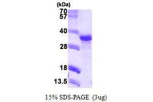 SDS-PAGE (SDS) image for NECAP Endocytosis Associated 2 (NECAP2) (AA 1-263) protein (His tag) (ABIN667393)