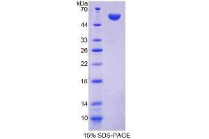 SDS-PAGE analysis of Mouse FARS2 Protein. (FARS2 蛋白)
