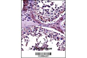 PRMT5 Antibody immunohistochemistry analysis in formalin fixed and paraffin embedded human testis tissue followed by peroxidase conjugation of the secondary antibody and DAB staining. (PRMT5 抗体  (N-Term))