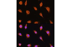 Immunofluorescence analysis of L929 cells using alpha Sarcoglycan (alpha Sarcoglycan (SGCA)) Rabbit pAb (ABIN1682687, ABIN5664644, ABIN5664646 and ABIN6220497) at dilution of 1:100.