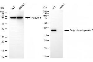 Western blotting analysis using golgi phosphoprotein 3 antibody (ABIN7798794). (GOLPH3 抗体)