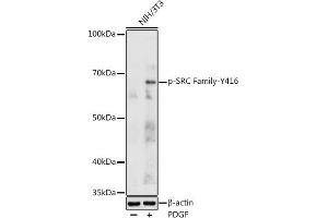Western blot analysis of extracts of NIH/3T3 cells, using Phospho-SRC Family-Y416 antibody (ABIN3020495, ABIN3020496, ABIN3020497 and ABIN6225515) at 1:1000 dilution. (Src Family (pTyr416) 抗体)