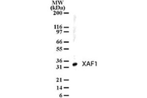 Western blot analysis of XAF1 in human liver lysates using XAF1 polyclonal antibody  at 1 ug/mL .