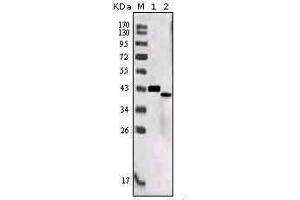 Western Blotting (WB) image for anti-Sortilin-Related Receptor, L(DLR Class) A Repeats Containing (SORL1) (AA 2159-2214) antibody (ABIN931367)