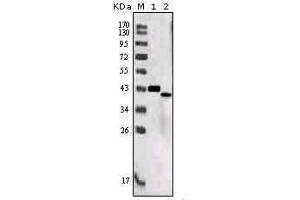 Western Blot showing SORL1 antibody used against truncated SORL1 recombinant protein (1) and SORL1 (aa2159-2214)-hIgGFc transfected CHO-K1 cell lysate (2). (SORL1 抗体  (AA 2159-2214))