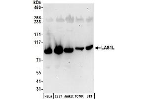 anti-LAS1-Like (LAS1L) (AA 684-734) antibody