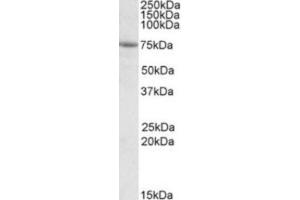 Western Blotting (WB) image for anti-Alanyl-tRNA Synthetase Domain Containing 1 (AARSD1) (Internal Region) antibody (ABIN2464321) (AARSD1 抗体  (Internal Region))
