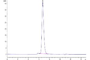 The purity of Biotinylated Human IFNAR1 is greater than 95 % as determined by SEC-HPLC. (IFNA Protein (His-Avi Tag,Biotin))