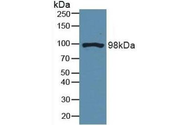 DNM2 anticorps  (AA 533-731)