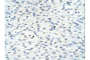 Image no. 1 for anti-Ring Finger Protein 8 (RNF8) (AA 351-400) antibody (ABIN320515) (RNF8 抗体  (AA 351-400))