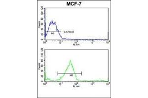 Flow cytometric analysis of MCF-7 cells using GALNT3 Antibody (Center) Cat. (GALNT3 抗体  (Middle Region))