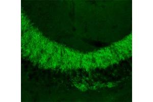 Immunohistochemistry (IHC) image for anti-Solute Carrier Family 30 (Zinc Transporter), Member 3 (Slc30a3) (AA 2-75) antibody (ABIN1742413)