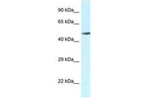 Image no. 1 for anti-Vanin 2 (VNN2) (AA 337-386) antibody (ABIN6747327) (VNN2 抗体  (AA 337-386))