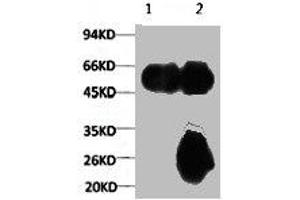 1) Input: Mouse Brain Tissue Lysate 2) IP product: IP dilute 1:200 (TUBA1A 抗体)