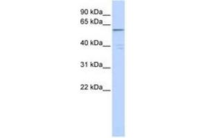 Image no. 1 for anti-Zinc Finger Protein 141 (ZNF141) (C-Term) antibody (ABIN6740540) (ZNF141 抗体  (C-Term))