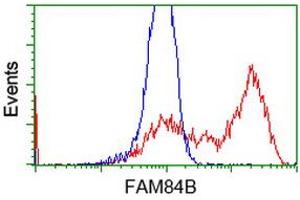HEK293T cells transfected with either RC207996 overexpress plasmid (Red) or empty vector control plasmid (Blue) were immunostained by anti-FAM84B antibody (ABIN2453032), and then analyzed by flow cytometry. (FAM84B 抗体)