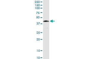 FANCL MaxPab rabbit polyclonal antibody. (FANCL 抗体  (AA 1-375))