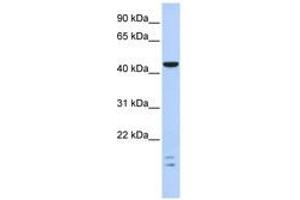 Image no. 1 for anti-BTB (POZ) Domain Containing 6 (BTBD6) (C-Term) antibody (ABIN6740625) (BTBD6 抗体  (C-Term))