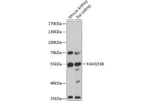 Western blot analysis of extracts of various cell lines, using FB antibody (ABIN7267110) at 1:1000 dilution. (FAM155B 抗体)